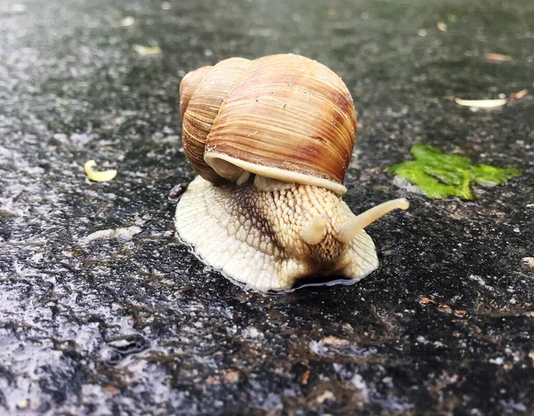 Caracol Pequeno Jardim Casca Rastejando Estrada Molhada Lesma Pressa Para — Fotografia de Stock