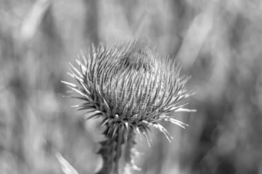Arkaplan otlağında güzel yetişen çiçek kökü dikenli devedikeni. Çiçek kökü dikeninden çim çayırına kadar uzanan fotograf. Meadow kırsalında çiçek kökü dikenli dikenli devedikeni.