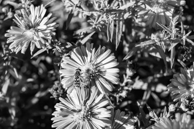 Arka planda yaban arısı kanatlı güzel bir arı, yabani çiçeklerden oluşan bir fotoğraf. Arı otlağa doğru yavaşça uçuyor bal için nektar topluyor, kır otlaklarında yabani bir çiçek arısı.