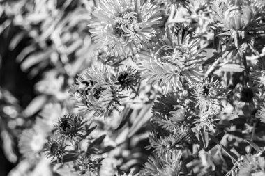 Arka planda yaban arısı kanatlı güzel bir arı, yabani çiçeklerden oluşan bir fotoğraf. Arı otlağa doğru yavaşça uçuyor bal için nektar topluyor, kır otlaklarında yabani bir çiçek arısı.