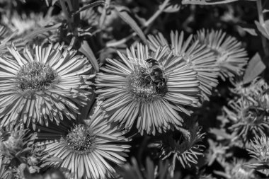 Arka planda yaban arısı kanatlı güzel bir arı, yabani çiçeklerden oluşan bir fotoğraf. Arı otlağa doğru yavaşça uçuyor bal için nektar topluyor, kır otlaklarında yabani bir çiçek arısı.
