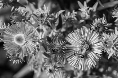 Arka planda yaban arısı kanatlı güzel bir arı, yabani çiçeklerden oluşan bir fotoğraf. Arı otlağa doğru yavaşça uçuyor bal için nektar topluyor, kır otlaklarında yabani bir çiçek arısı.