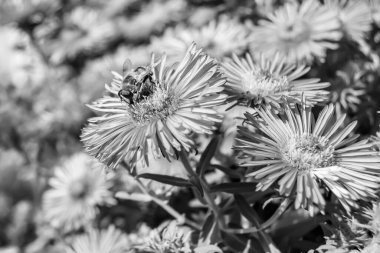 Arka planda yaban arısı kanatlı güzel bir arı, yabani çiçeklerden oluşan bir fotoğraf. Arı otlağa doğru yavaşça uçuyor bal için nektar topluyor, kır otlaklarında yabani bir çiçek arısı.