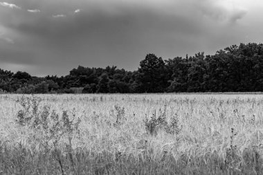Organik hasat için büyük buğday tarlası temalı fotoğraf, gökyüzü arka planında hasat için büyük buğday tarlalarından oluşan fotoğraf, bu sonbahar mevsiminde hasat için buğday tarlası.