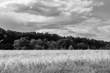Renkli doğal arka plan üzerine köy çayırında güzel bir ufuk manzarası, uzun çayırdaki çayır köyünde ufuk manzarası, hayvan için köy otlağındaki ufuk doğa manzarası.