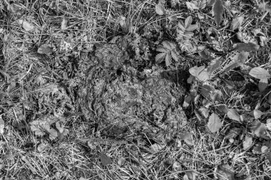 Tema üzerine fotoğraf. Taze inek gübresi gübresi gübresi gübresi. Gübre gübresi doğadan gelir.