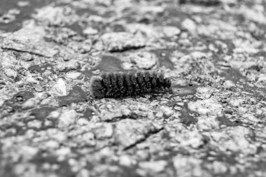 Tema üzerine fotoğraf güzel kıllı tırtıl kelebeğe dönüşmek için acele ediyor kırsal alanda küçük bir kelebek tırtılından oluşan fotoğraf büyük araba yolunda hızla sürünüyor.