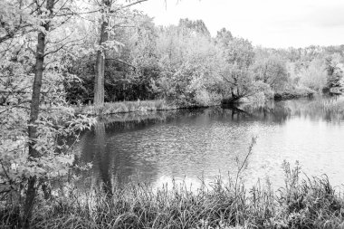 Kırsal kesimde yetişen güzel ot sazları renkli arka planda yetişiyor. Islak sularda vahşi ot bataklık kamışları, doğadan gelen uzun çimen kamışları.