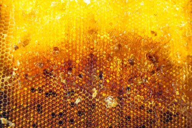 Altın nektarla dolu altıgen bal peteklerinden arı damlayan bal damlası, bal peteği yaz kompozisyonu doğal bal damlası, balmumu çerçeve arısına damlayan bal damlası, bal peteğine damlayan bal damlası