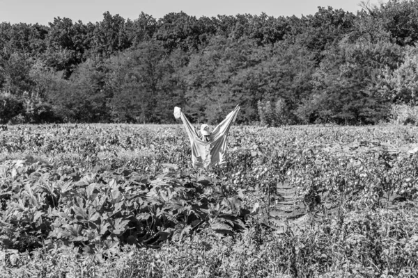 Scary scarecrow in garden discourages hungry birds, beautiful landscape consists of scary scarecrow on garden land, clear light sky over big forest, scary scarecrow in garden to protect large crop