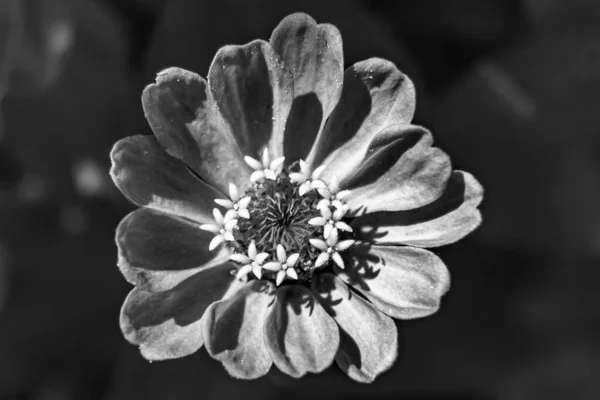 Beautiful wild growing flower zinnia elegans on background meadow, photo consisting from wild growing flower zinnia elegans to grass meadow, wild growing flower zinnia elegans at meadow countryside