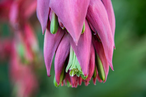 güzel bir pembe lily yakın çekim