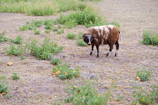 Kahverengi ve beyaz bir koyunun yemyeşil bir alanda zarif bir şekilde durduğu görülebilir. Doğanın ve kırsal yaşamın huzurunu somutlaştırır.