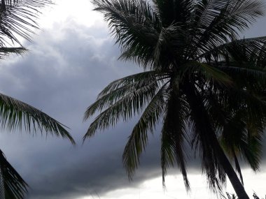 Hindistan cevizi ağaçlarıyla doğal manzara ve bulutlu hava ile kara gökyüzü..