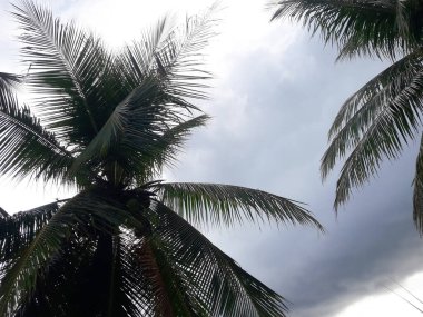 Hindistan cevizi ağaçlarıyla doğal manzara ve bulutlu hava ile kara gökyüzü..