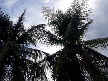 Hindistan cevizi ağaçlarıyla doğal manzara ve bulutlu hava ile kara gökyüzü..