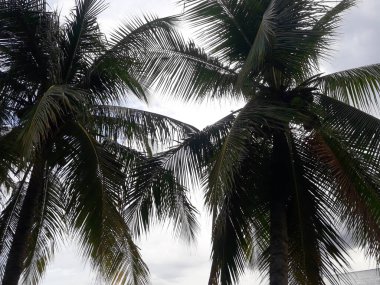 Hindistan cevizi ağaçlarıyla doğal manzara ve bulutlu hava ile kara gökyüzü..