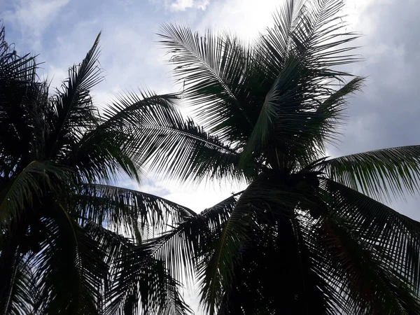 Hindistan cevizi ağaçlarıyla doğal manzara ve bulutlu hava ile kara gökyüzü..