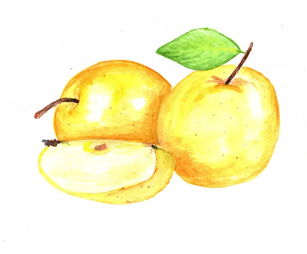 Яблука Пофарбовані Акварель — стокове фото