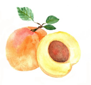 suluboya ile boyalı kayısı