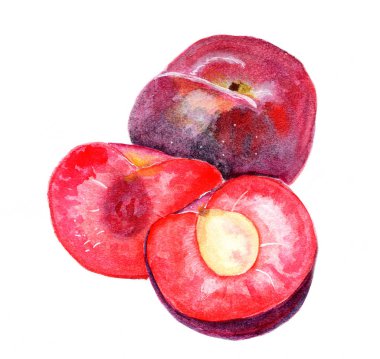 ıslak suluboya ile boyalı Erik