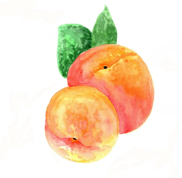 Персик Пофарбований Акварель — стокове фото