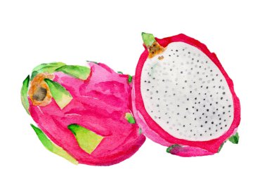 t-shirt ve reklam baskı için uygun suluboya boyalı taze meyve