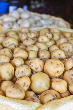 Ekvador 'dan Chaucha patatesleri, otantik aromalı ve geleneksel gastronominin sembolü olan besin, organik ve fonksiyonel özelliklere sahip bir And borusu..