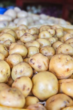 Ekvador 'dan Chaucha patatesleri, otantik aromalı ve geleneksel gastronominin sembolü olan besin, organik ve fonksiyonel özelliklere sahip bir And borusu..