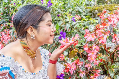 Otavalo, Ecuador - August 6, 2025: An indigenous Otavalo woman in traditional attire touches and smells the beautiful pink begonia flower, or richmondensis, in a natural Andean setting.