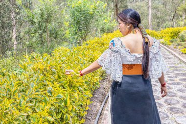 Otavalo, Ecuador - August 6, 2025: Otavalo indigenous woman in traditional attire walks while gently touching the leaves of the golden dewdrop shrub, or Duranta, in a natural Andean setting.