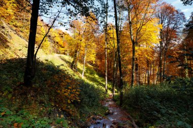 Renkli sonbahar orman muhteşem görünüm