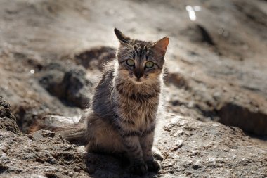 Taş üzerine oturan sevimli yavru kedi closeup