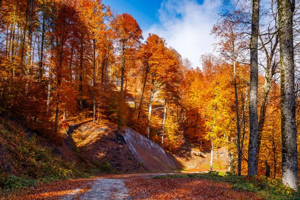 Mavi gökyüzü ve beyaz bulutlar ile sonbahar orman üzerinden dolambaçlı yol