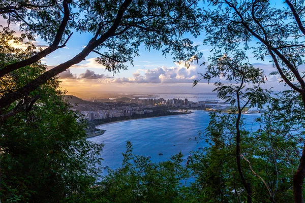 Yeşil ağaç dalı için şehir günbatımı ile göster