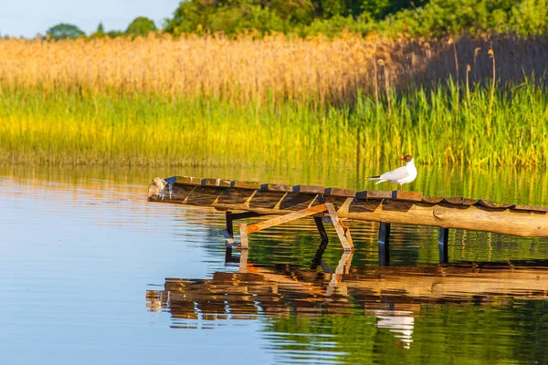 Sazlık Nehri, ahşap iskele üzerinde beyaz kuş
