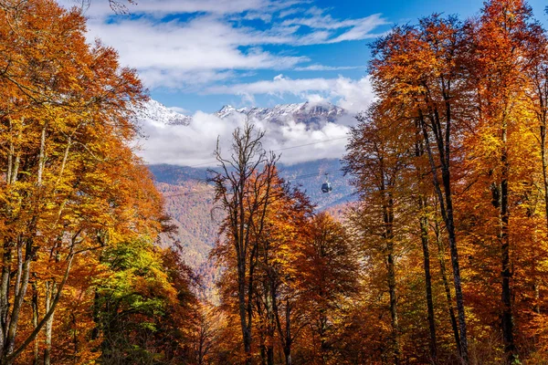 Jesień Las Błękitnego Nieba Białe Chmury — Zdjęcie stockowe
