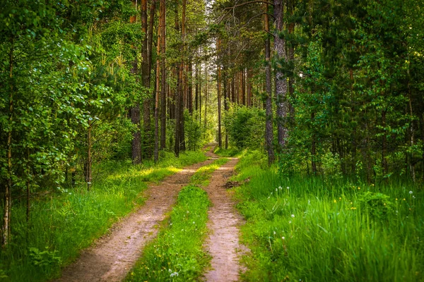 Araba parça taze yeşil orman yoluyla