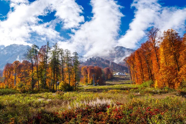 Renkli sonbahar orman muhteşem görünüm