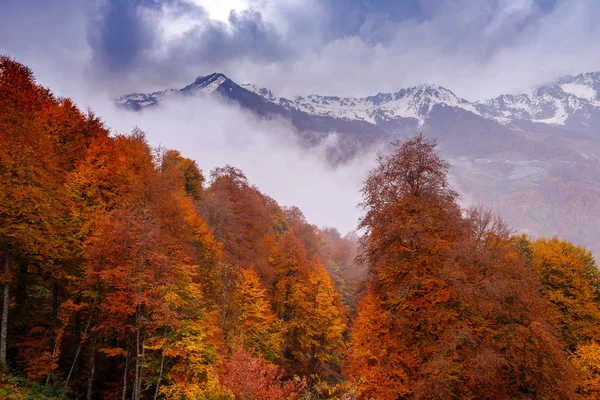 Turuncu Sonbahar ağaçlar ve karlı dağlar üstten görünüm