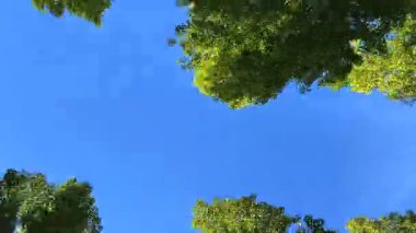 Berrak mavi gökyüzünün etrafında kıvrılarak güneşli bir günde barışçıl bir atmosfer yaratan dingin yeşil yaprakların tadını çıkarın. Doğa aşıkları ve doğa tutkunları için mükemmel..