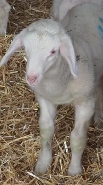 Neşeli genç bir keçinin sıcak, saman dolu bir ahırda dikkatli bir şekilde hareket ettiği görülüyor. Yumuşak kürkü gün ışığında parıldıyor, hayat dolu bir ruh ve gençlik merakı sergiliyor.