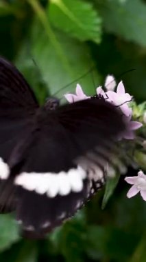 Bir kelebek canlı bir bahçede narin çiçeklerin arasında uçar. Güneş ışığı yaprakların arasından süzülerek doğal güzellikler ve yaşamla dolu sakin bir atmosfer yaratır..