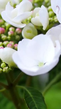 Huzurlu bir bahçede, narin pembe tomurcuklarla çevrili beyaz çiçeklerin güzelliğinin tadını çıkarın. Doğa ilkbaharda canlı bir büyüme ve uyum sergiliyor..