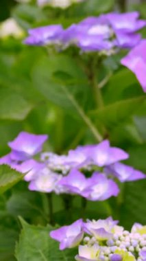 Çeşitli mor çiçekler yeşil bir bahçede canlı bir şekilde çiçek açar. Güneş batıyor, yaprakları ve yaprakları aydınlatıyor ve arılar vızıldıyor. Doğa bu huzurlu ortamda güzelliğini sergiliyor..