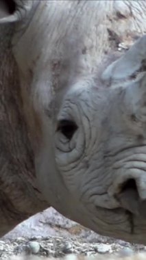 Gözlemciler, ender bulunan bir gergedanı çevresiyle etkileşime girerken yakından görüyorlar. Görüntüler büyüleyici dokularını ve davranışlarını doğal bir ortamda vurguluyor..