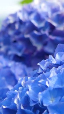 Güzel parlak mavi çiçekler bahçeyi dolduruyor, canlı renklerini ve narin taç yapraklarını sergiliyorlar. Güneş ışığı çiçekleri aydınlatır, dingin bir atmosfer yaratır..