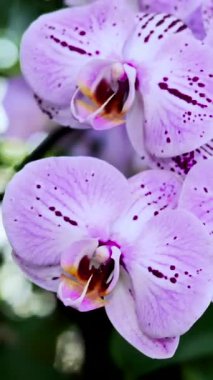 Narin benekli göz kamaştırıcı mor orkideler huzurlu bir bahçede çiçek açıyor. Güneş ışığı onların canlı renklerini vurgular, barışçıl bir atmosfer yaratır..