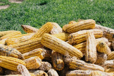 mısır koçanı üzerinde yeşil çim çayır çiftlik'şımarık