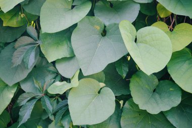 Bush yeşil yaprakları arka plan